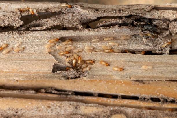 Best Pest Removal Services  in Gman, IL